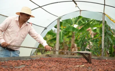 Cacaocultores de Algeciras conquistan el mercado Suizo