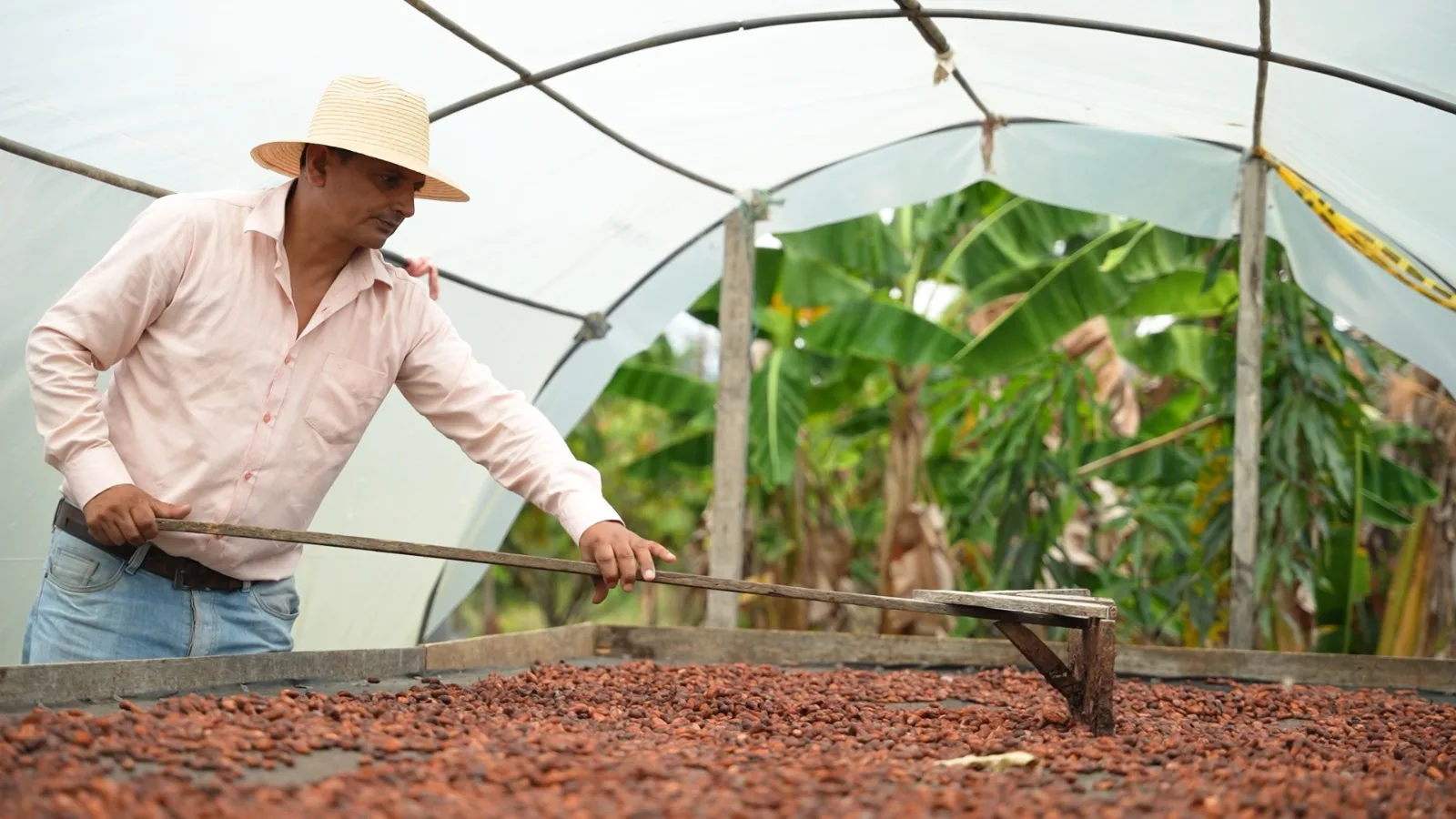 Cacaocultores de Algeciras conquistan el mercado Suizo