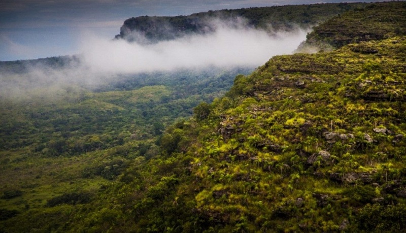 Combatiendo la deforestación: Una misión urgente para el planeta
