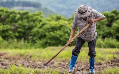 Agricultura colombiana bajo amenaza por El Niño