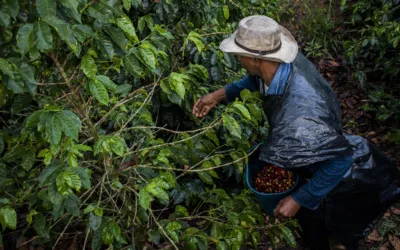 ‘Migajas’ para cafeteros: la respuesta gubernamental decepciona en Huila