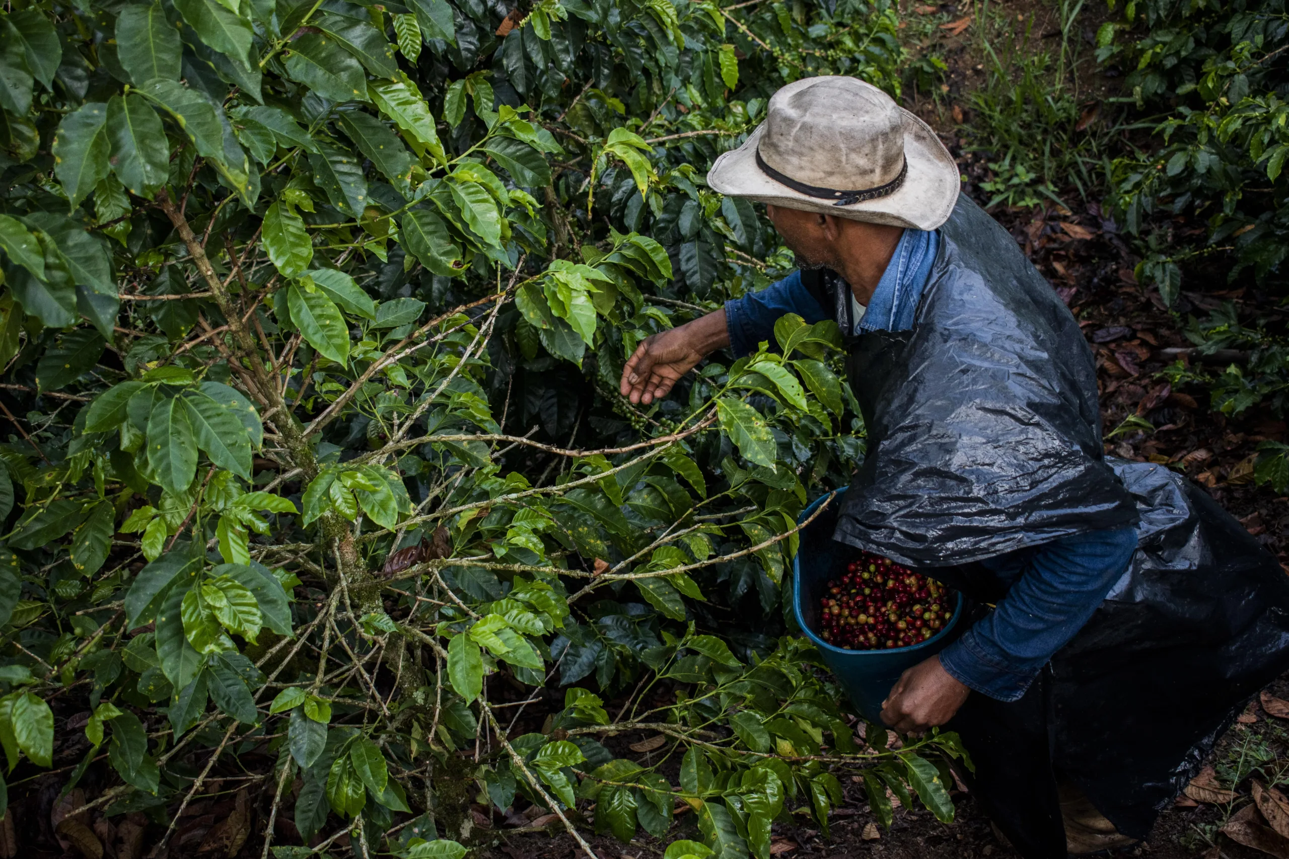 ‘Migajas’ para cafeteros: la respuesta gubernamental decepciona en Huila