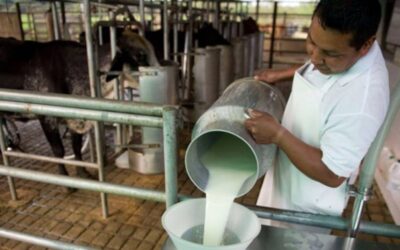 Crisis en la industria láctea colombiana: Habrá audiencia pública