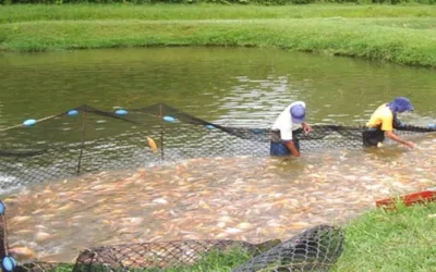 Pescadores artesanales se defienden sobre presunto robo de pescado en Betania