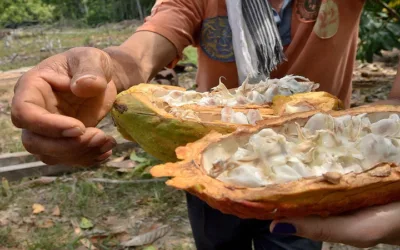 Producción de cacao en el Huila, seriamente afectada