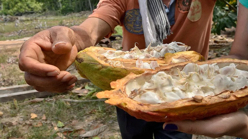 Producción de cacao en el Huila, seriamente afectada