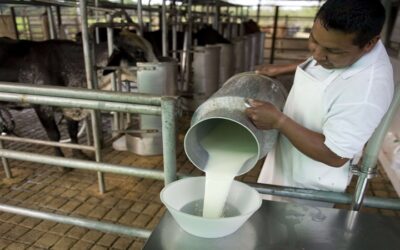 Bajos precios y poco consumo de leche ‘castigan’ al sector ganadero