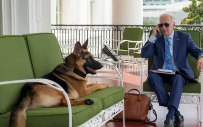 Perro de los Biden, fue sacado de la Casa por comportamiento agresivo