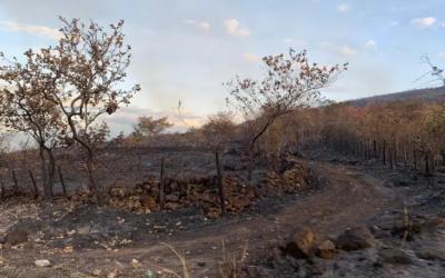 Ganaderos del Huila, envían S.O.S al Gobierno Nacional y Departamental