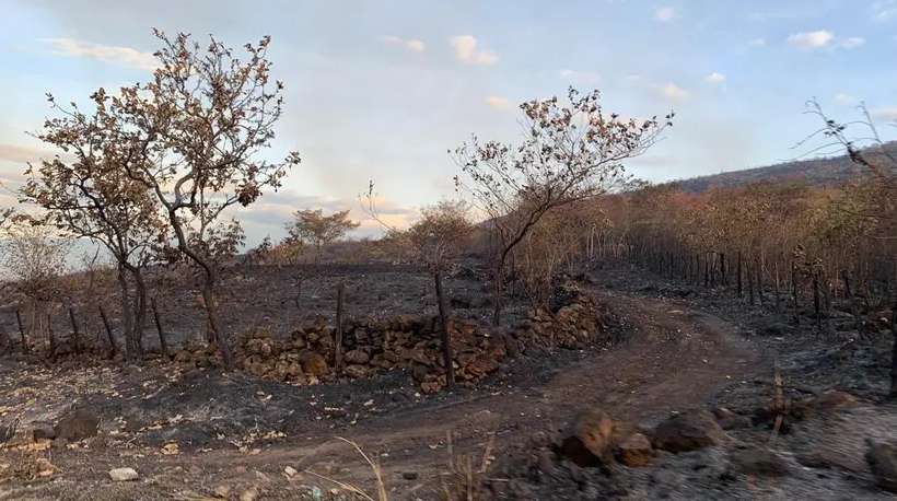 Ganaderos del Huila, envían S.O.S al Gobierno Nacional y Departamental