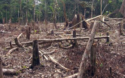 “Sí seguimos deforestando, muy pronto se va a afectar la economía”