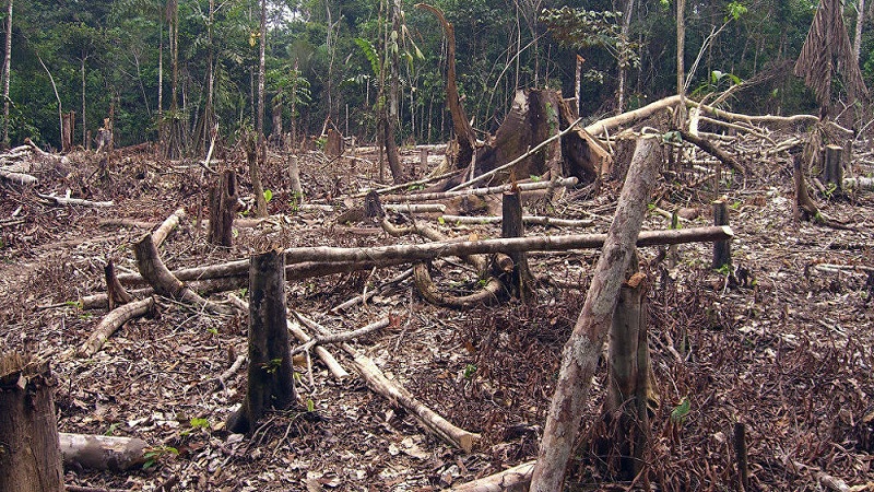 “Sí seguimos deforestando, muy pronto se va a afectar la economía”