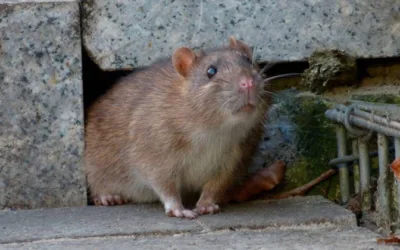 Turistas optan por ver ratas en Nueva York