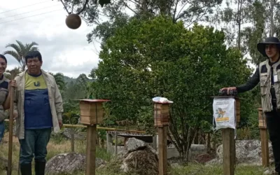 Abejas silvestres, una buena alternativa para los apicultores