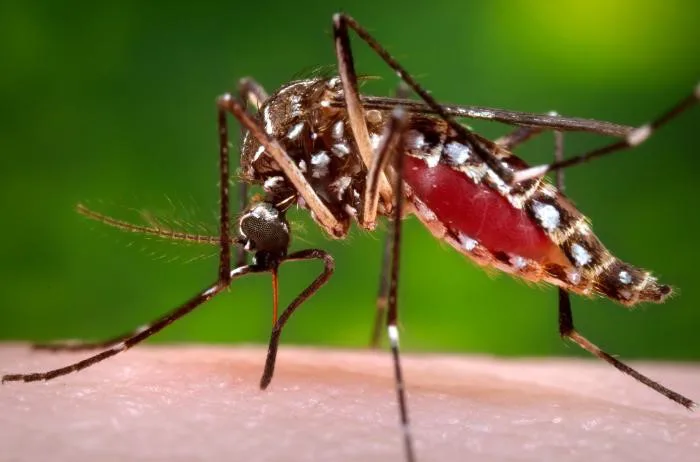 A la fecha se han reportado mil casos de dengue en Neiva | Noticias de Buenaventura, Colombia y el Mundo