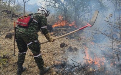 Se necesita ayuda para reforestar el Huila