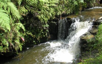 El Pital, le apuesta a la protección del agua y a la agroindustrialización  