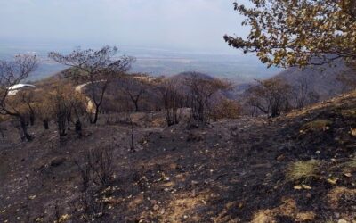 Mandatarios a ‘robustecer’ sistemas para prevenir incendios forestales