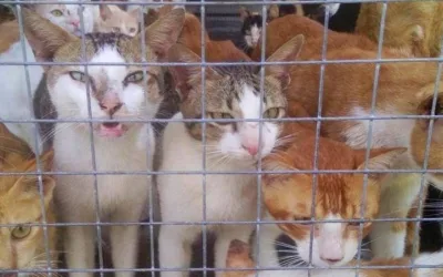 Restaurante que sacrificaba gatos en Vietnam fue clausurado