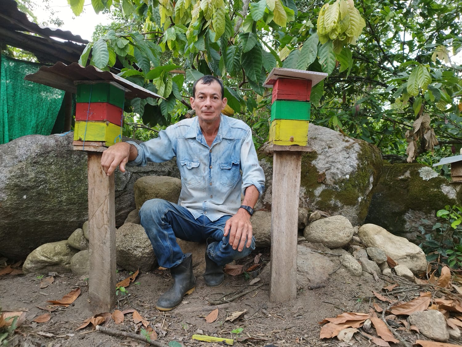 Cultivadores de cacao se la juegan por las abejas sin aguijón