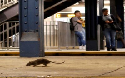 Alerta en Nueva York ante proliferación de ratas y de enfermedad transmitida por los roedores