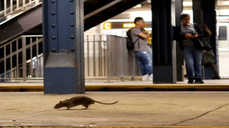 Alert in New York due to the proliferation of rats and diseases transmitted by rodents
