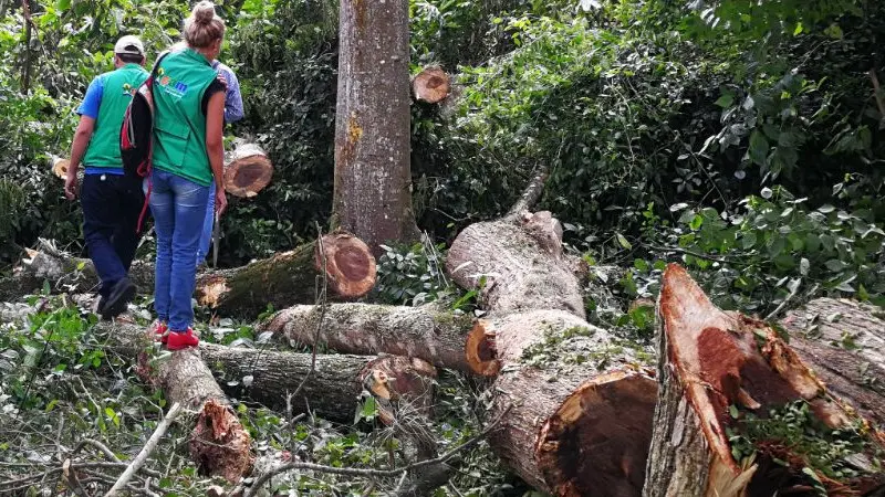 El Huila ha logrado disminuir la tala de árboles