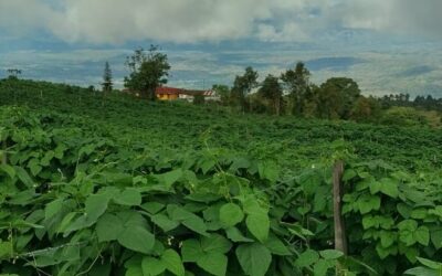 Santa María es el primer productor de frijol de Colombia