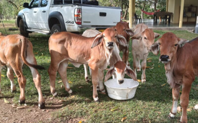 Mejoramiento bovino en el Huila, busca optimizar la producción de carne y leche
