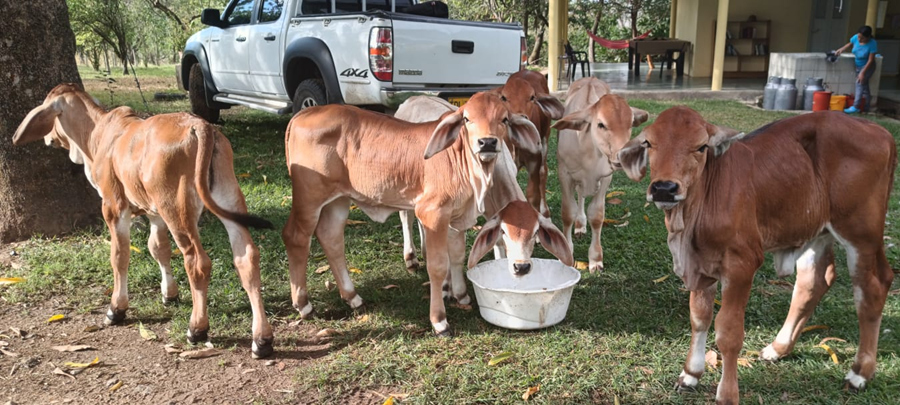 Mejoramiento bovino en el Huila, busca optimizar la producción de carne y leche