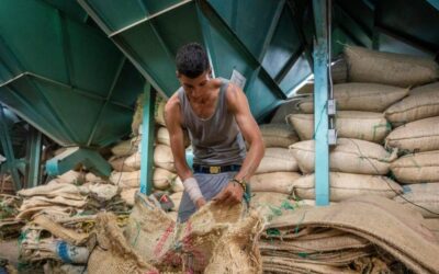 Fondo de Estabilización de Precios del Café: Un respiro para los caficultores