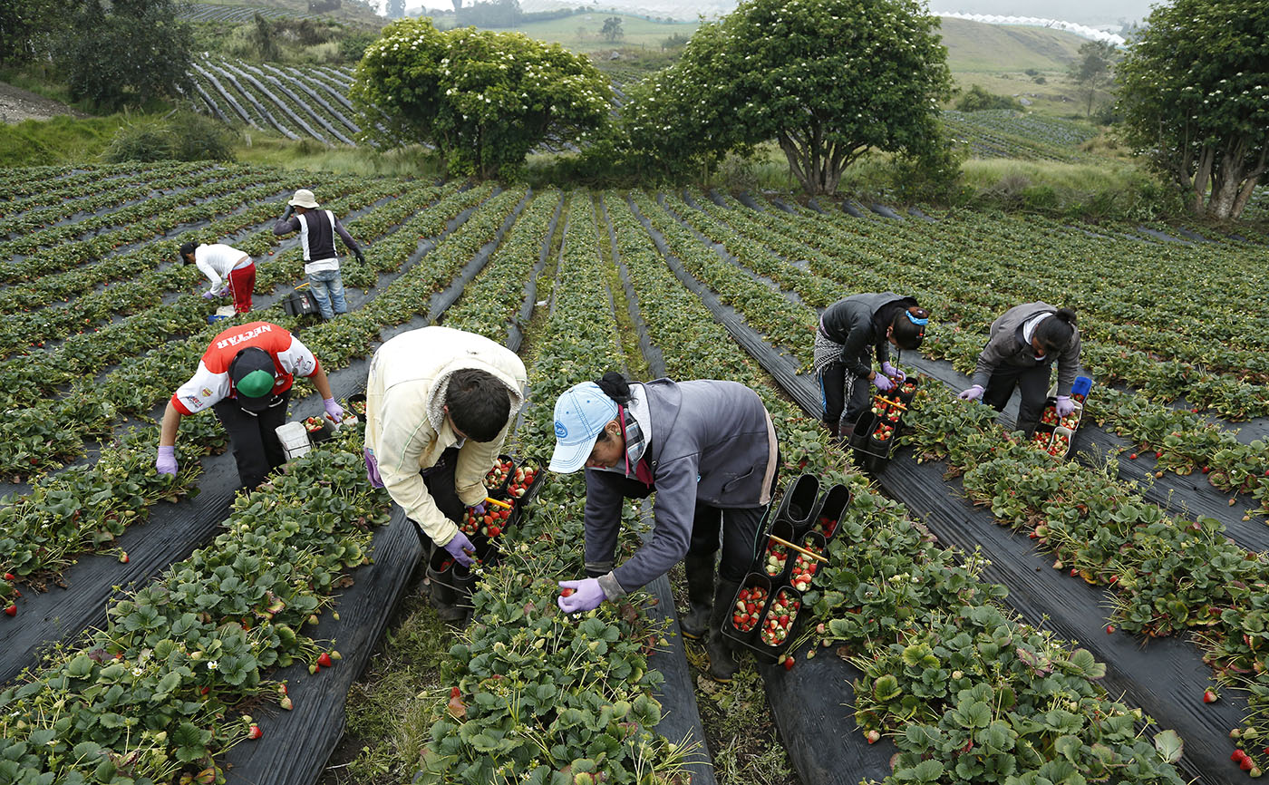 Exportaciones agropecuarias crecieron en septiembre