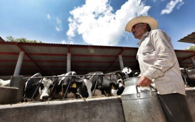 Productores lecheros claman por medidas urgentes para enfrentar la crisis del sector