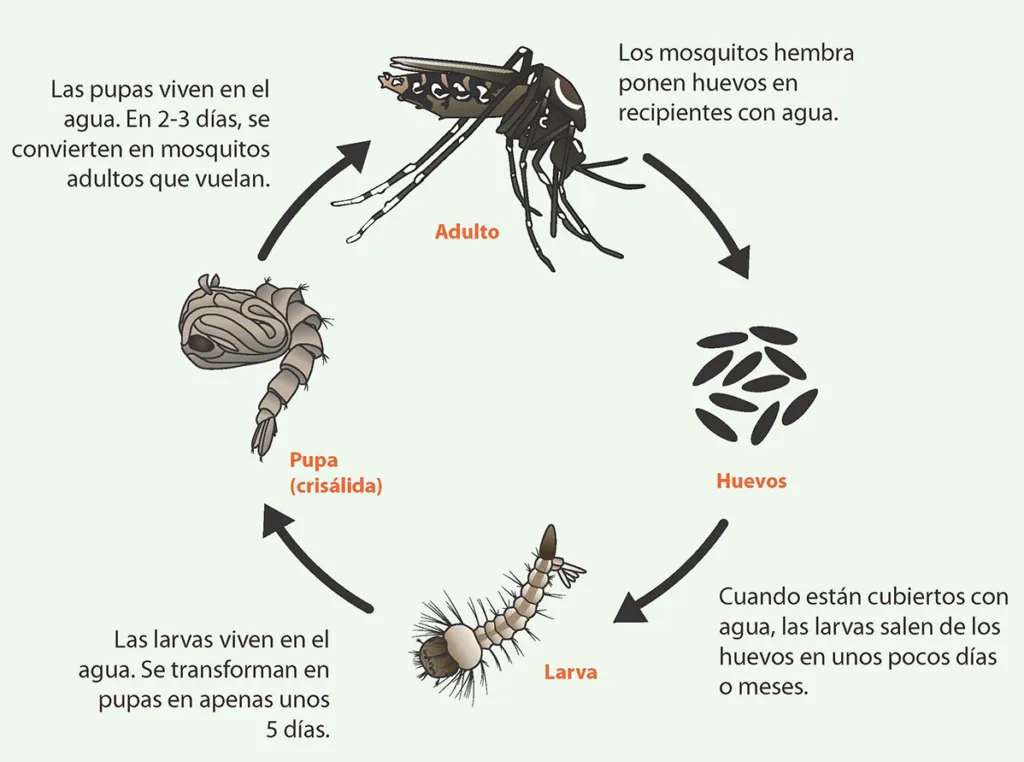 A la fecha se han reportado mil casos de dengue en Neiva | Noticias de Buenaventura, Colombia y el Mundo