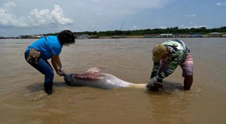 Más de 100 delfines rosados fueron hallados sin vida en la Amazonia