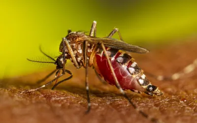 Sigue en aumento los casos de dengue en el Huila