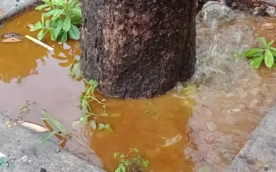 En Neiva, tratan de rescatar de la ‘muerte’ a árboles envenenados