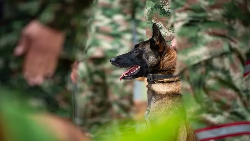 Ejército ha entrenado a más de 17 mil caninos