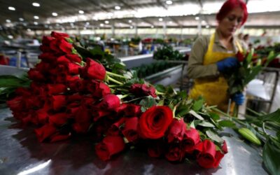 Exportaciones de flores colombianas florecen un 10% en el Día de la Madre