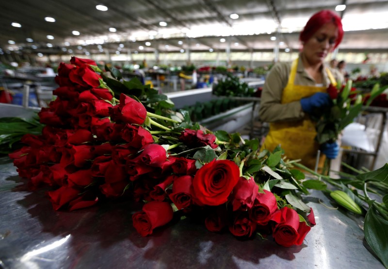 Exportaciones de flores colombianas florecen un 10% en el Día de la Madre