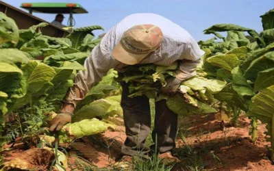 Sector tabacalero pretende reactivar sus cultivos en el Huila