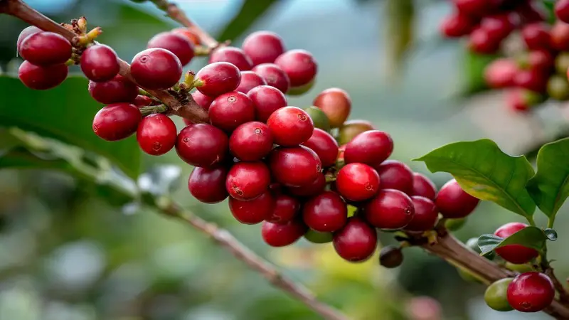 “El Huila mantiene la producción de café”: Jorge Enrique Montenegro