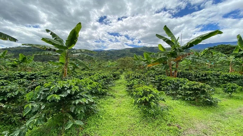 El Huila registra un crecimiento de 1.39% en la producción de café