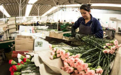 Colombia exporto 13.000 toneladas de flores por el dia de la madre