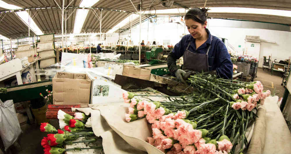 Colombia exporto 13.000 toneladas de flores por el dia de la madre