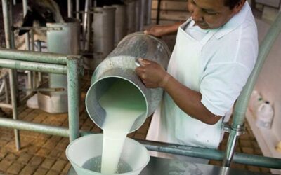Precios de queso y leche podrían aumentar en Colombia