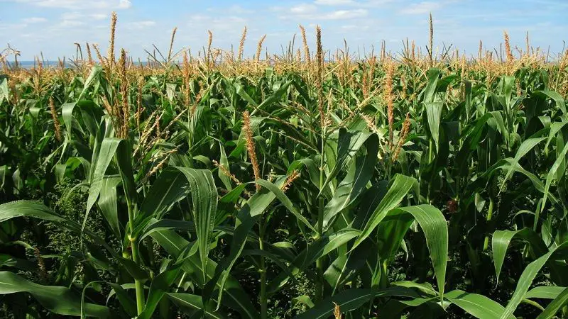 Así está el panorama del maíz en el Huila