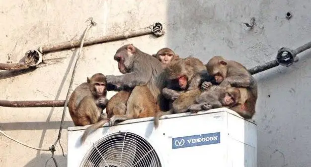 Grupo de monos raptaron a un bebé y lo ahogaron