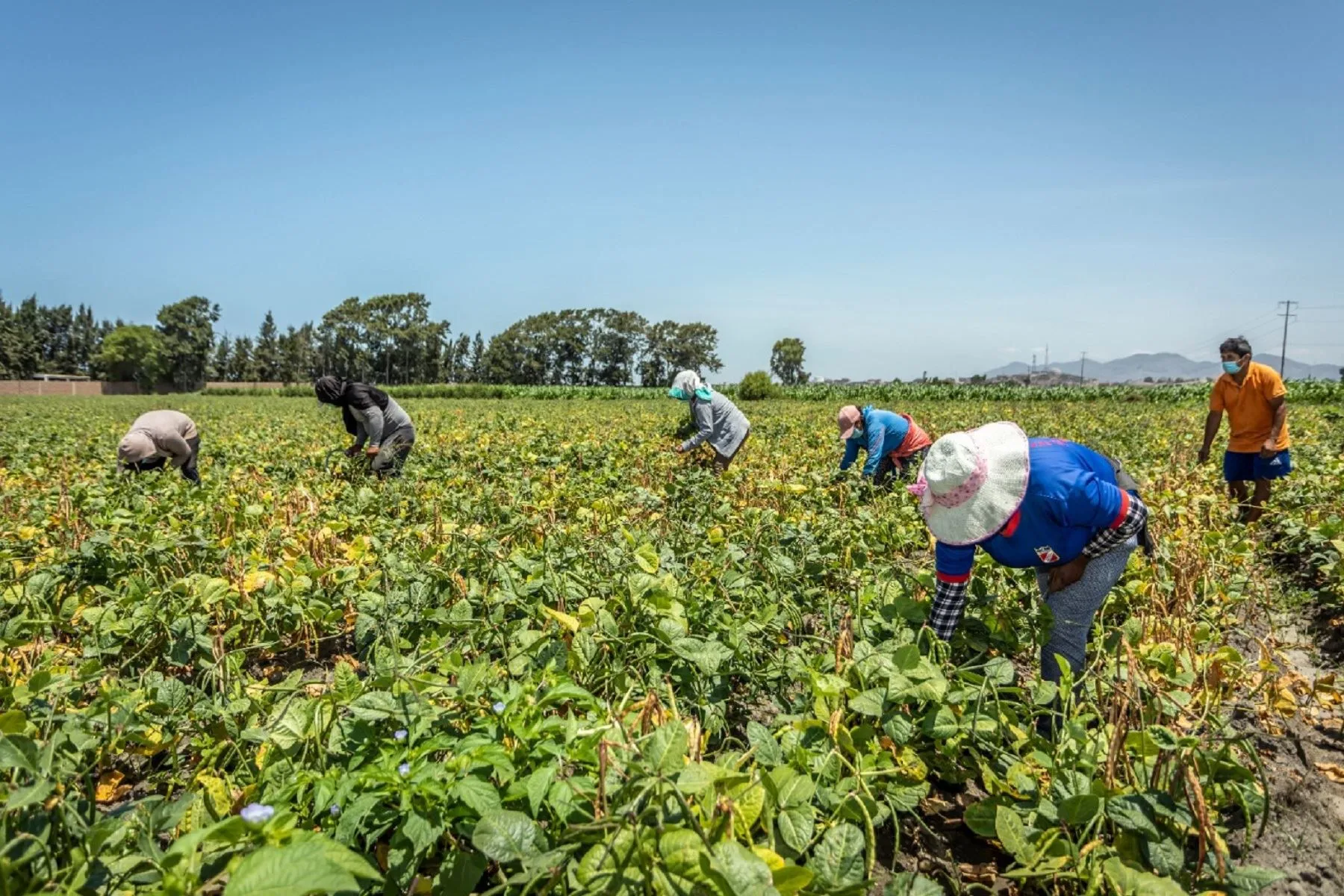 Precio mundial de los alimentos cedió 