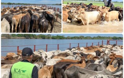 MinAgricultura anuncia medidas para la atención de animales de producción ante emergencia climática en Caregato